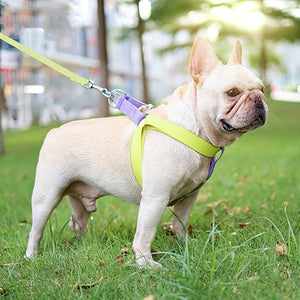 Discover the Colorful Comfort of Our Pet Rainbow Colorblock Anti Escape Harness Vest Set