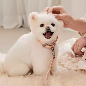 The Perfect Companion for Your Furry Friend