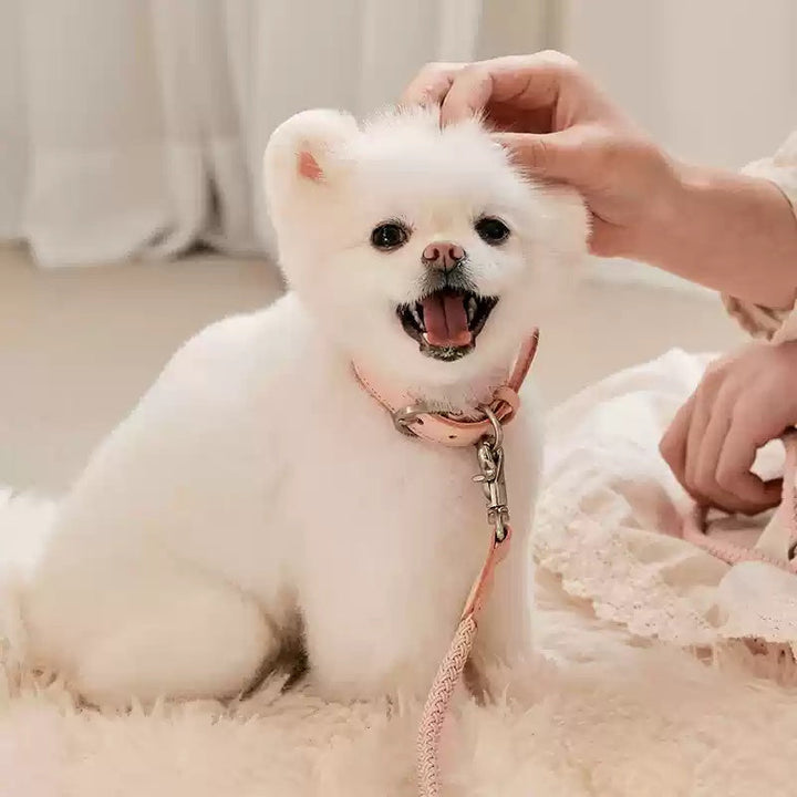 Why Your Pup Needs the Leather Handheld Pet Collar Leash Set