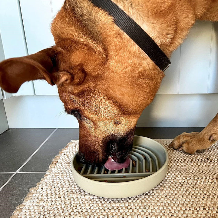 Fashion Pet Slow Feeding Bowl - Enhance Your Pet's Dining Experience