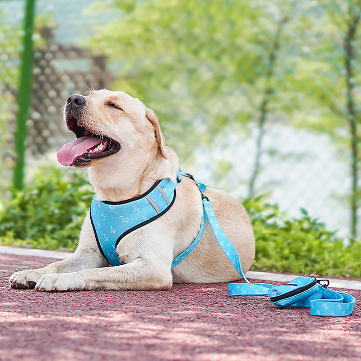 Bow Pet Harness Leash Set: The Stylish Companion for Your Furry Friend
