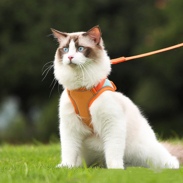 The Ultimate Safety Solution for Your Furry Friend