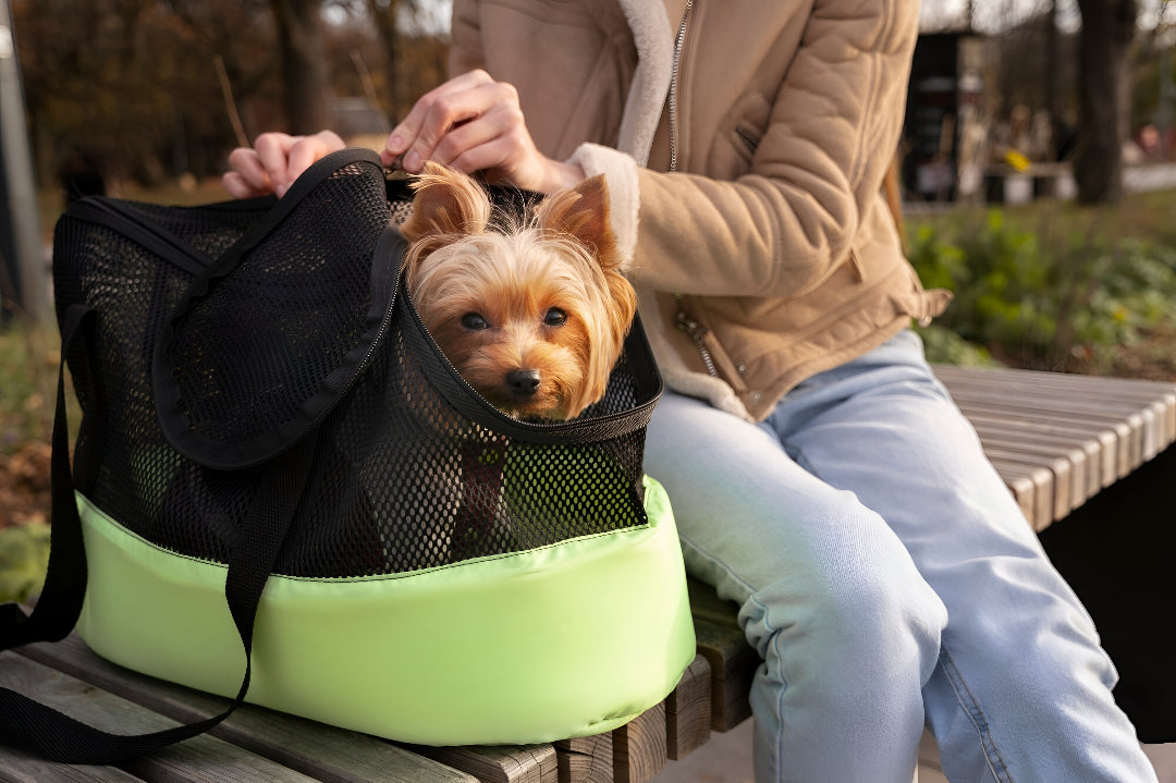 Safe Pet Carriers for Easy Travel