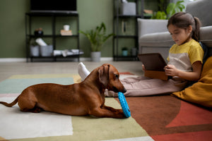 Fun Toys That Keep Pets Active